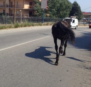 cavallo in strada